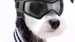 Miglior occhiali per cani